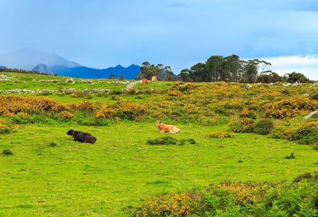 石と黄色い茂みのある夏の開花の丘の牛の群れ。