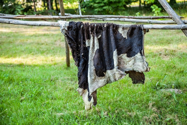 Cow hide bull Drying cow hides in nature