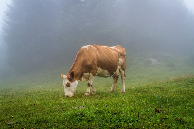 cow on hill