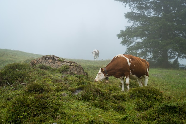 cow on hill