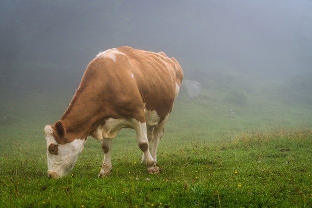 cow on hill