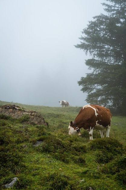 cow on hill