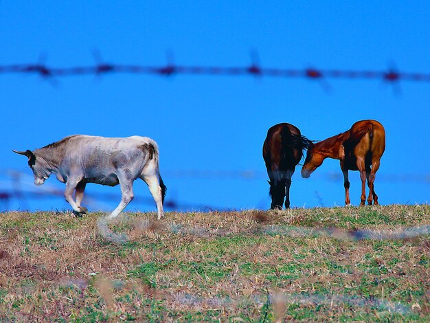 Cow and horses on field against clear blue sky