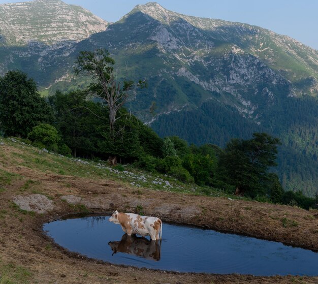 Cow immersed in the lake