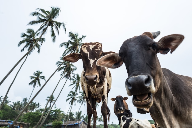 Foto mucca india animale