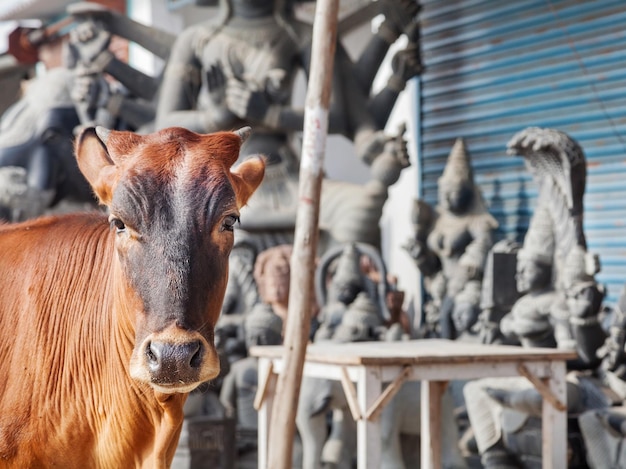 Cow in India