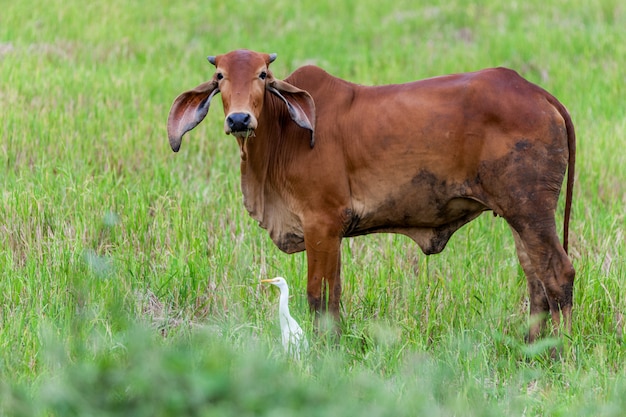 An cow and an Intermediate Egret