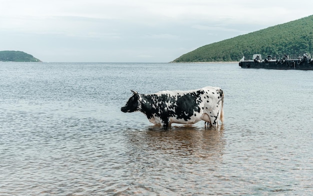 The cow is cooling down going to bathe taking a bath and standing in the sea