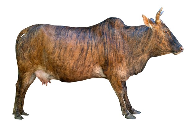 Cow is a domestic mammal on a white background.