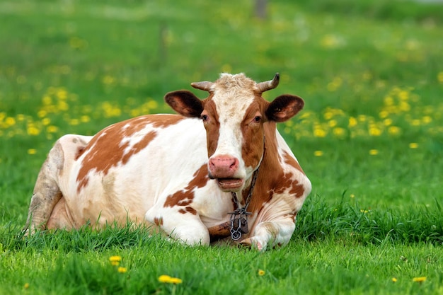 A cow is laying in a field of dandelions.