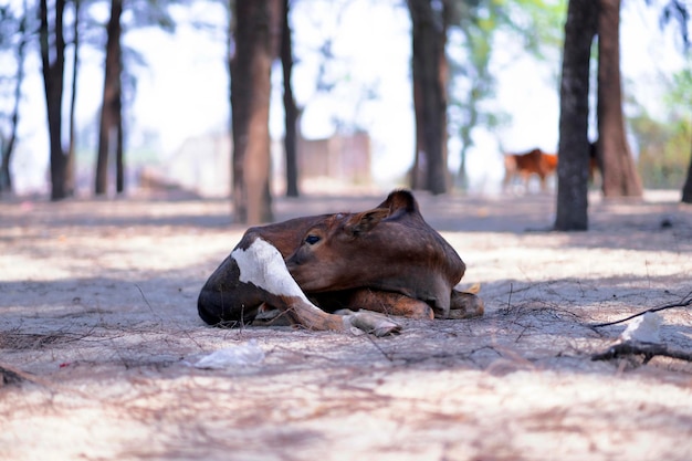 A cow is laying on the ground in the middle of a forest.
