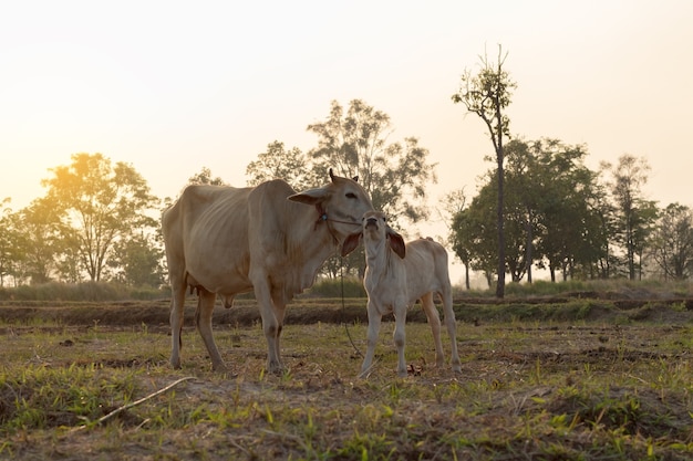 Cow is licking the wools of young cow to cleaning in evening.