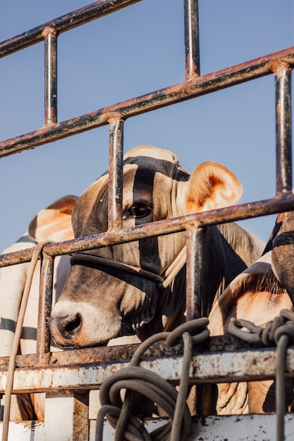 Una mucca sta guardando fuori da un cancello con una corda intorno.