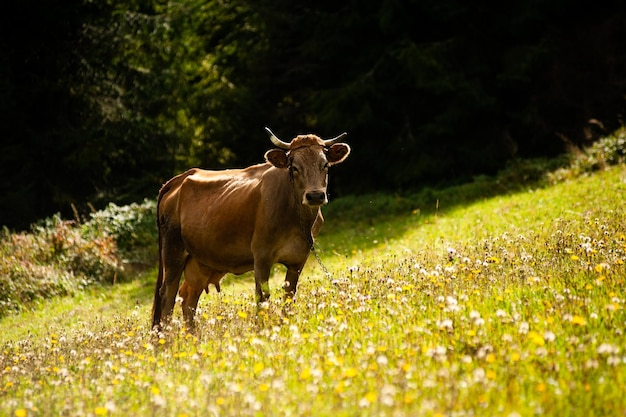 A cow is standing in a field of flowers.