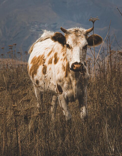 A cow is standing in a field with tall grass and mountains in the background.