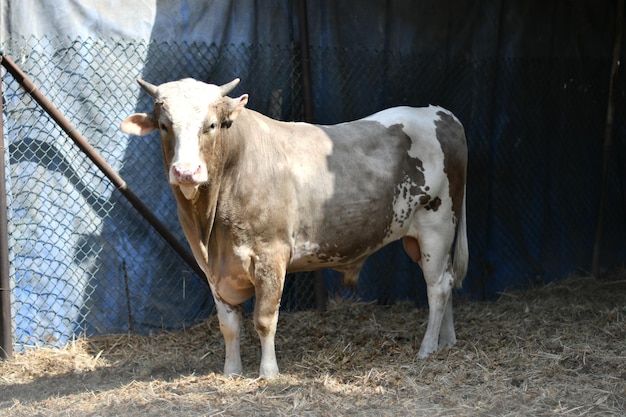 A cow is standing in a pen with a blue tarp on the side.