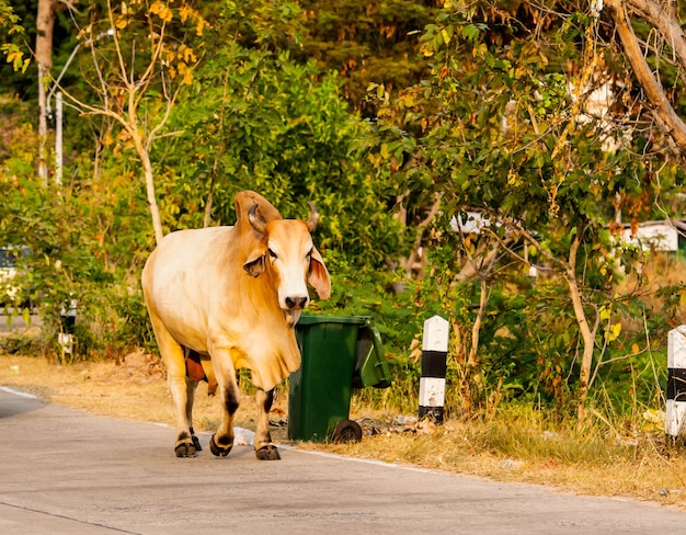 Foto la mucca sta camminando per la strada