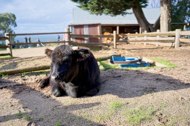 A cow laying in the sand in front of a barn