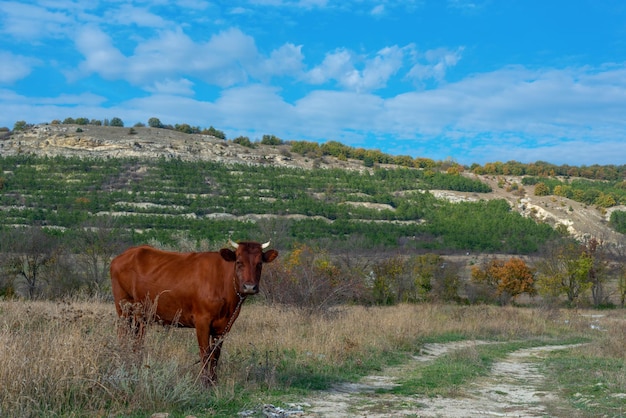 A cow on a leash in nature against the backdrop of mountains