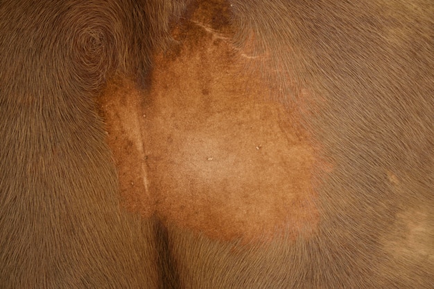 Photo cow leather texture and background