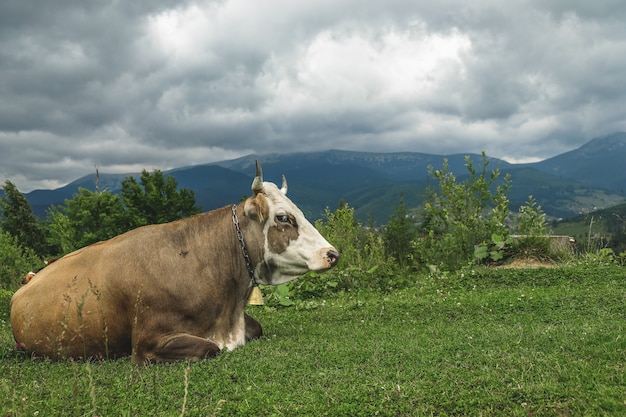 The cow lies on an alpine meadow high in the mountains.