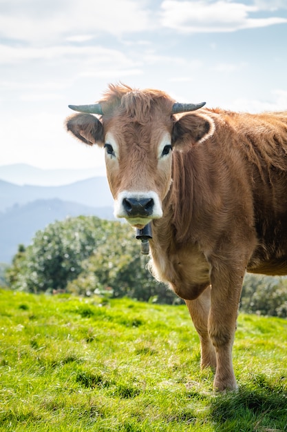 Cow living in freedom in the mountains. Look to camera