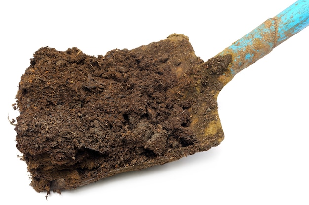 Cow manure on a shovel over white background