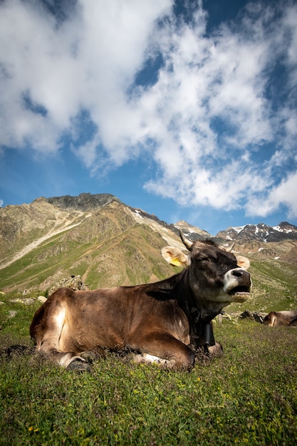 Cow on a meadow in alpine environment on a mou