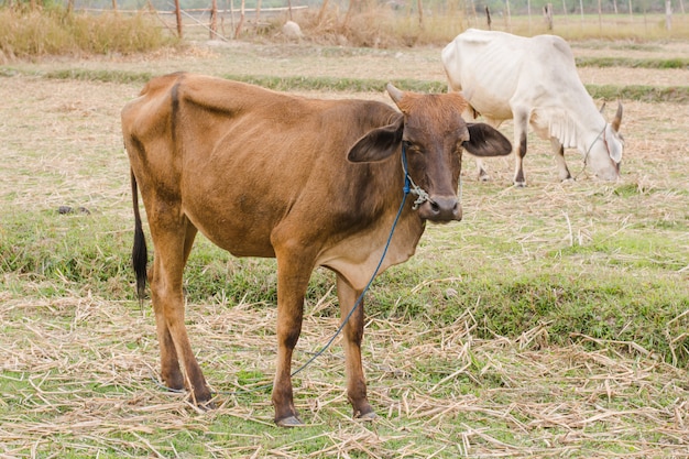 Cow on meadow,cow cattle in the paddy Thailand,Thai water buffalo in nature field.