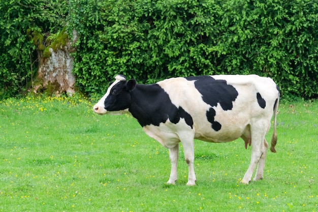 Cow in the meadow a cow grazes on a green succulent meadow in summer on a sunny day ecology and farm products concept high quality photo