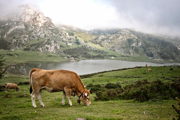 cow in a meadow eating grass in front of a lake and a mountain 