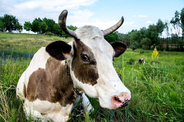 Cow on a meadow in the grass close-up portrait. Summer picture of a grazing cow