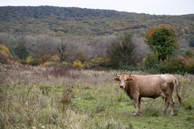 Photo cow in the meadow grazing cows dairy cow farm farmer