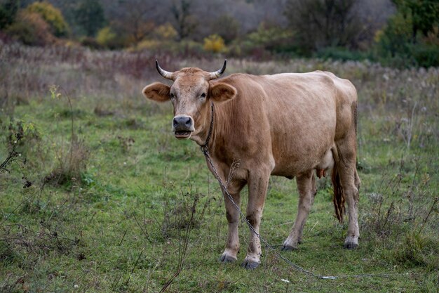 Photo cow in the meadow grazing cows dairy cow farm farmer