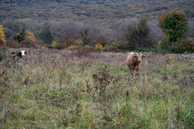 Cow in the meadow Grazing cows Dairy cow Farm Farmer