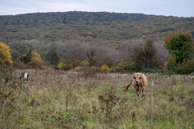 Photo cow in the meadow grazing cows dairy cow farm farmer