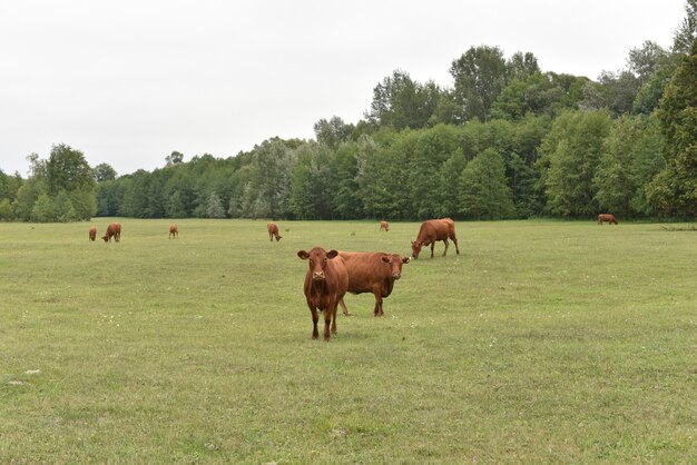 Cow in meadow. Rural composition. Cows grazing in the meadow.Cows Volyn meat, limousine, abordin