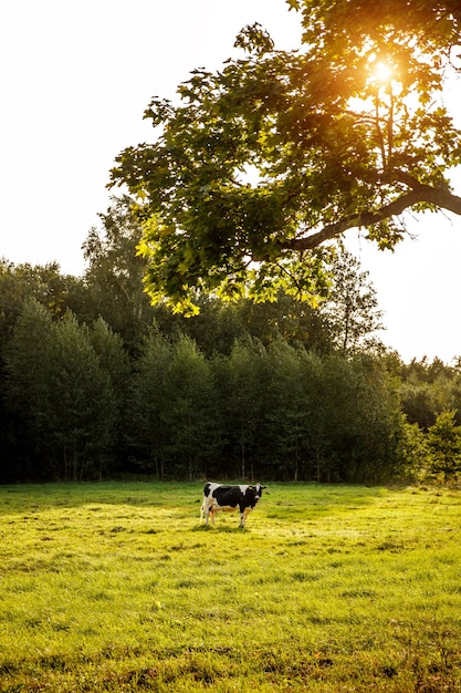 Cow in the meadow. Sunset light.