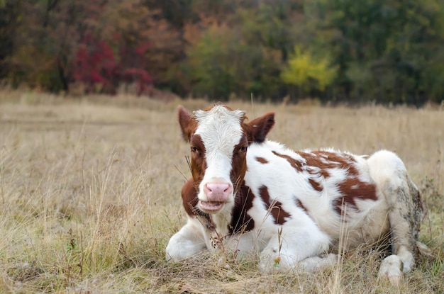 Cow in the meadow