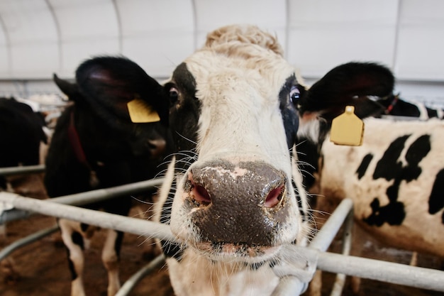 Cow Milk Industrial Automated Farm Cows in the paddock with tags on the ears eat hay and rest close up view