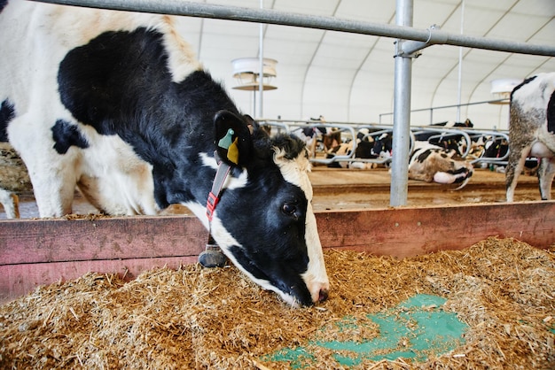 耳にタグが付いたパドックの牛乳産業自動農場牛は干し草を食べて休む