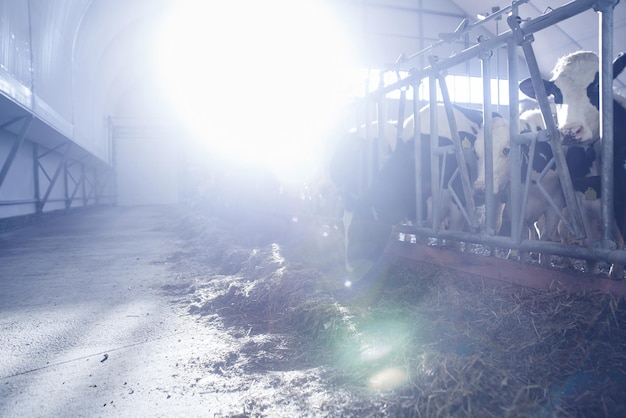 Cow Milk Industrial Automated Farm Cows in the paddock with tags on the ears eat hay and rest