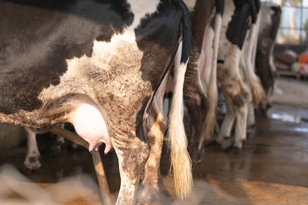 Cow milking facility and mechanized milking equipment