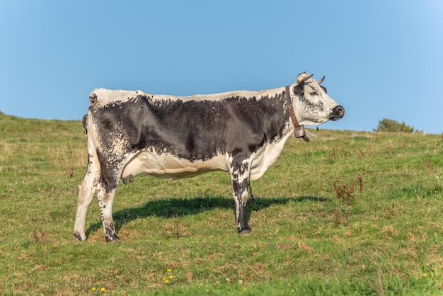 Cow in a mountain pasture in the summer