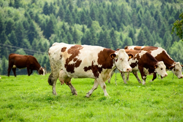 Cow in the mountain pastures