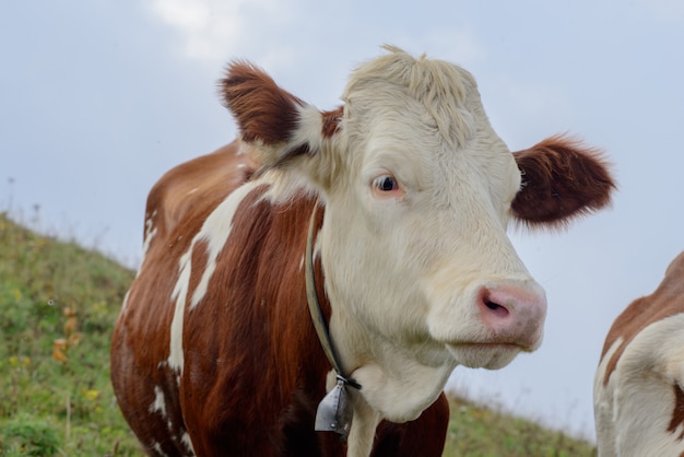 Cow in the mountain pastures