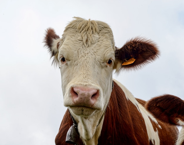 Cow in the mountain pastures