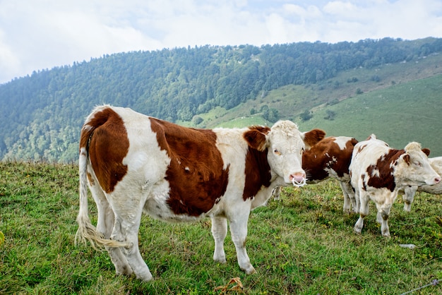 Cow in the mountain pastures