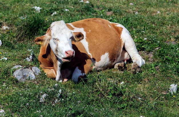 Una mucca in montagna vicino al lago di garda