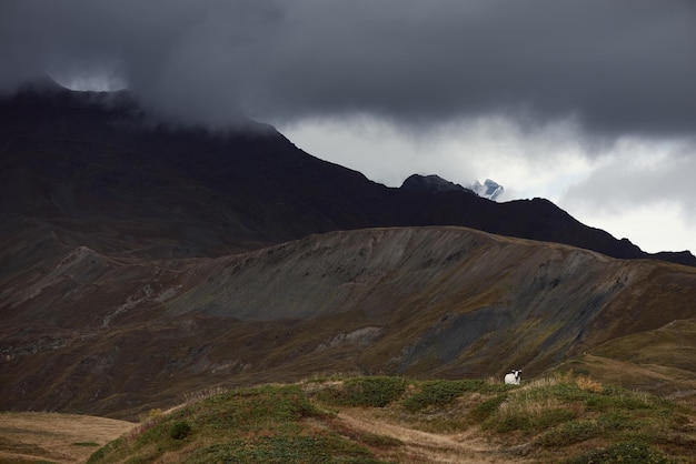 Cow in the mountains